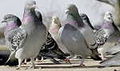 Pigeons53.jpg